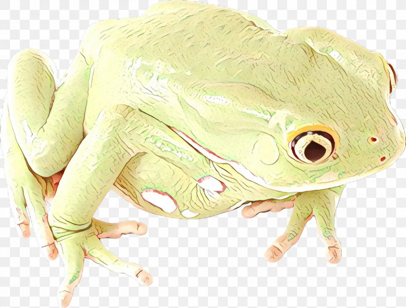 True Frog Tree Frog Terrestrial Animal, PNG, 1903x1448px, True Frog, Amphibian, Animal, Blog, Bufo Download Free