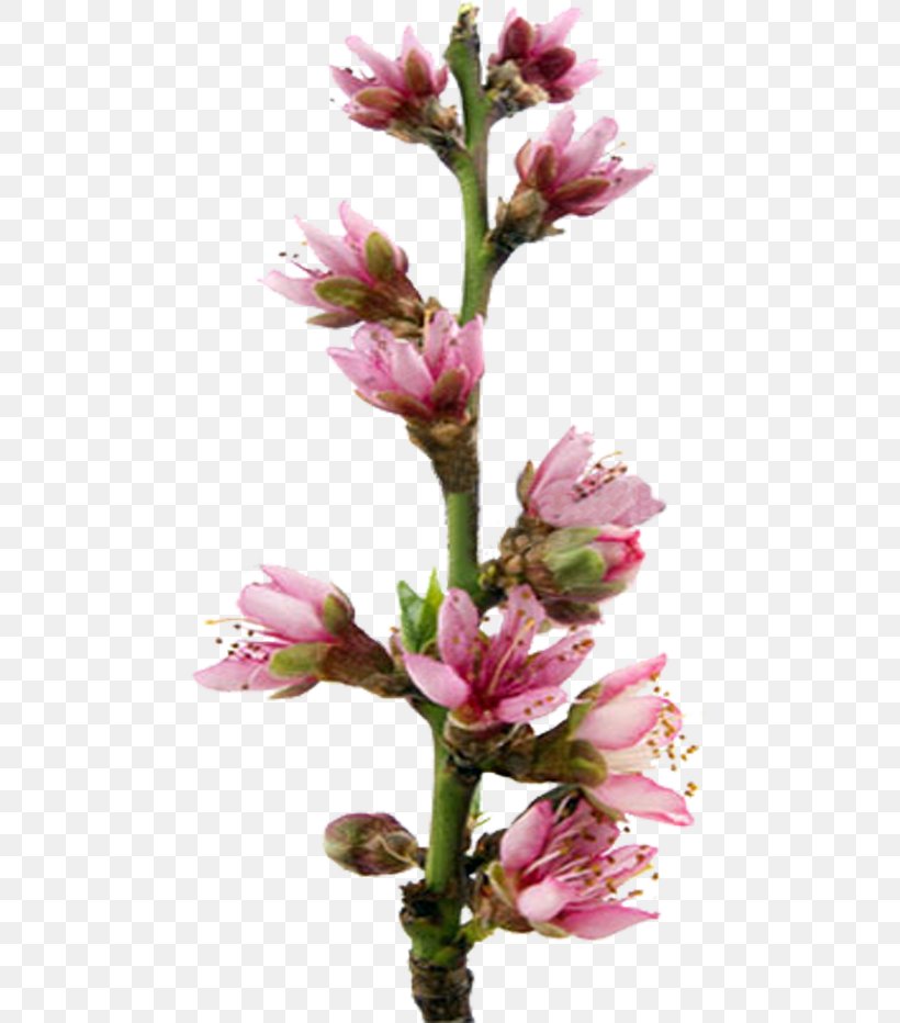 Blossom Stock Photography, PNG, 473x932px, Blossom, Auglis, Branch, Bud, Can Stock Photo Download Free