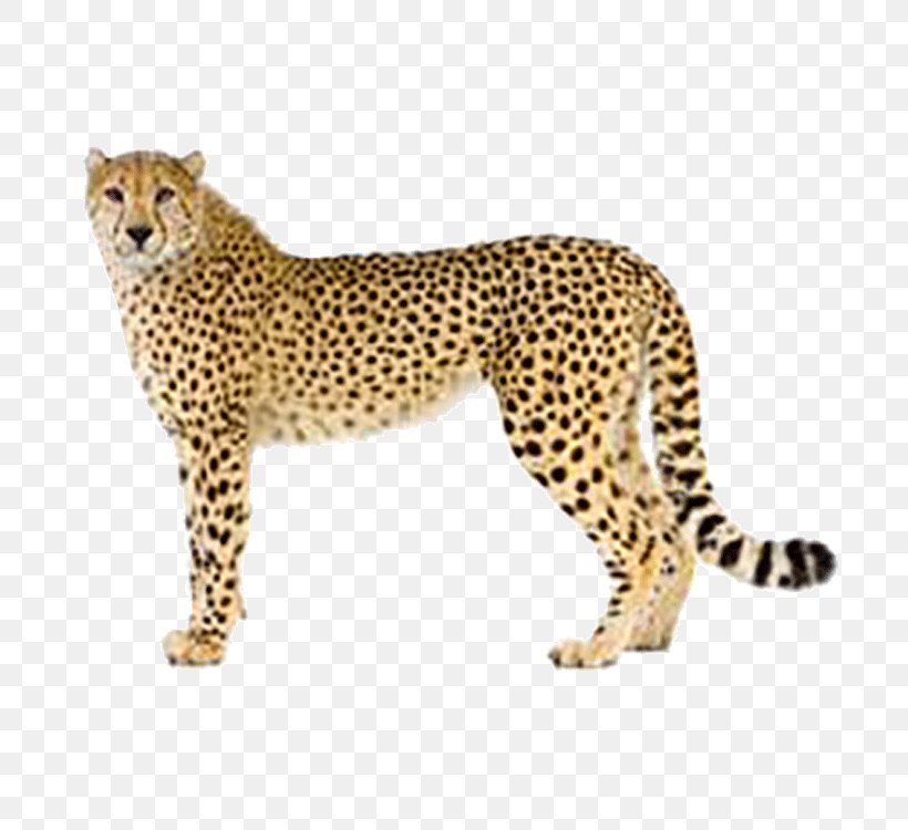 Cheetah Clip Art, PNG, 750x750px, Cheetah, Big Cats, Carnivoran, Cat Like Mammal, Fauna Download Free