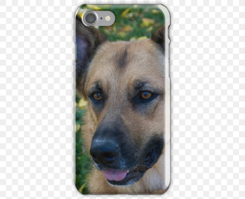 King Shepherd Old German Shepherd Dog Kunming Wolfdog Puppy, PNG, 500x667px, King Shepherd, Breed, Carnivoran, Dog, Dog Breed Download Free