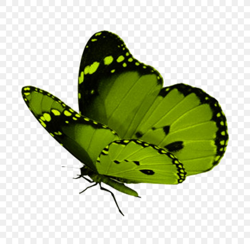Monarch Butterfly Insect Green Clip Art, PNG, 800x800px, Butterfly, Animal, Arthropod, Beautiful Butterfly, Blue Morpho Download Free