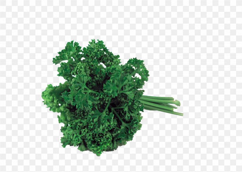 Sorrel Herb Parsley Leaf Vegetable, PNG, 2984x2119px, Sorrel, Dill, Dock, Grass, Green Download Free