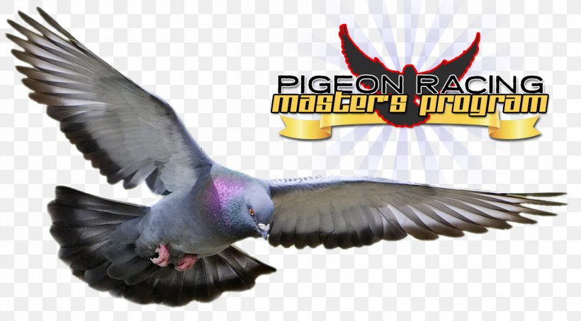Columbidae Racing Homer Homing Pigeon Bird Squab, PNG, 1185x657px, Columbidae, Beak, Bird, Domestic Pigeon, Fancy Pigeon Download Free