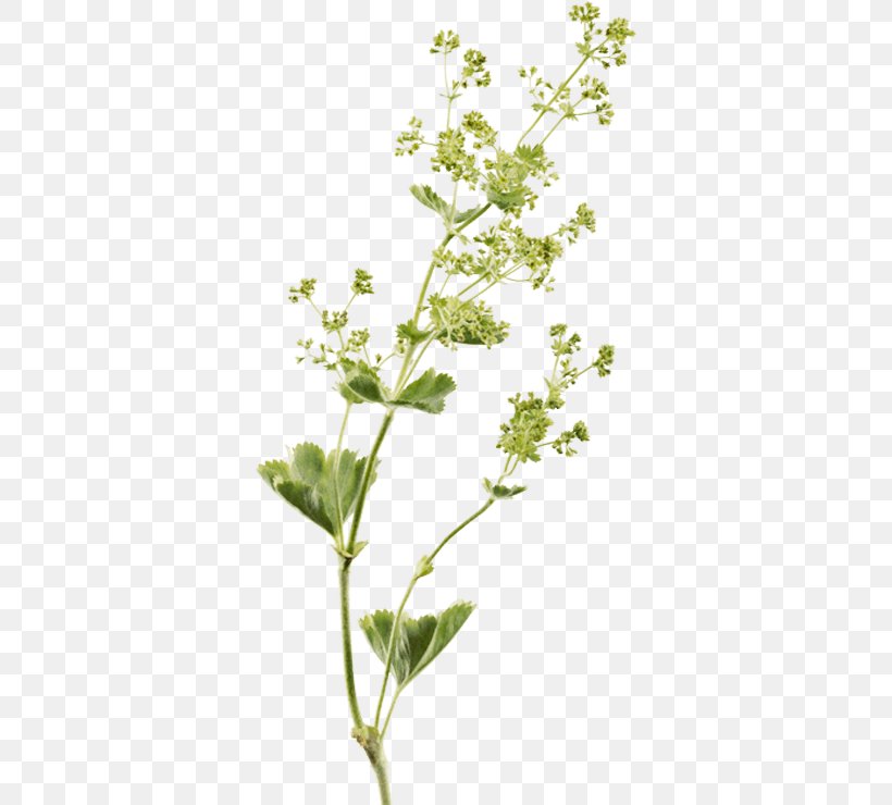 Extract Perforate St John's-wort Herbalism Twig, PNG, 355x740px, Extract, Active Ingredient, Arabian Jasmine, Branch, Flora Download Free