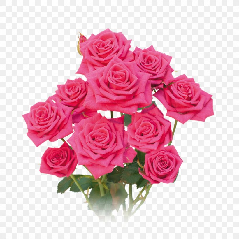 Garden Roses Cabbage Rose Floribunda Floral Design Cut Flowers, PNG, 1000x1000px, Garden Roses, Artificial Flower, Cabbage Rose, Cut Flowers, Family Download Free