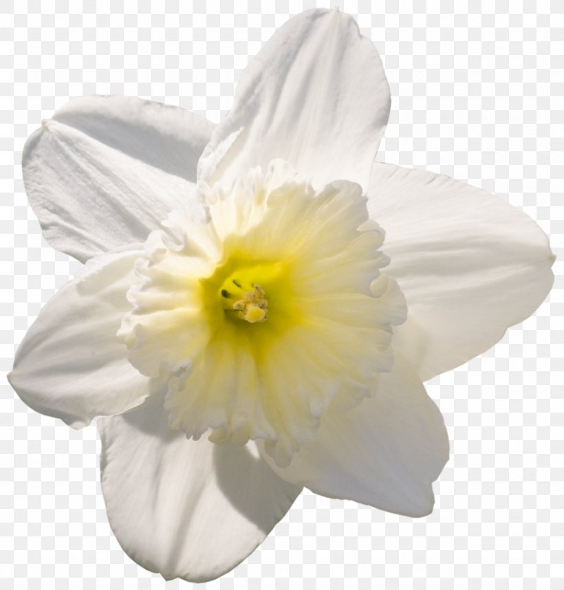 Narcissus, PNG, 1024x1072px, Narcissus, Amaryllis Family, Flower, Flowering Plant, Petal Download Free