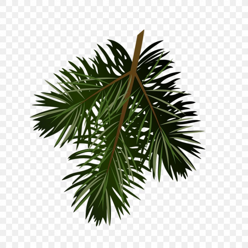 Pine Conifer Cone Clip Art, PNG, 1024x1024px, Pine, Arecales, Borassus Flabellifer, Branch, Christmas Ornament Download Free