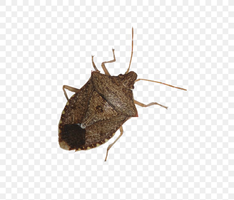 Beetle Brown Marmorated Stink Bug True Bugs Nysius Pest, PNG, 649x703px, Beetle, Arthropod, Brown Marmorated Stink Bug, Cereal, Eurygaster Integriceps Download Free