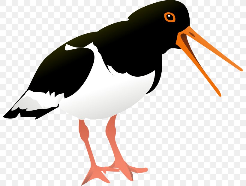 Bird Eurasian Oystercatcher Clip Art, PNG, 800x619px, Bird, Beak, Charadriiformes, Drawing, Ducks Geese And Swans Download Free