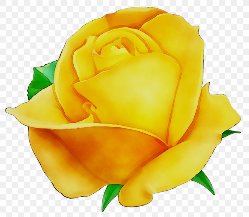 Garden Roses Clip Art Image Yellow, PNG, 1145x999px, Garden Roses, Austrian Briar, Botany, China Rose, Closeup Download Free