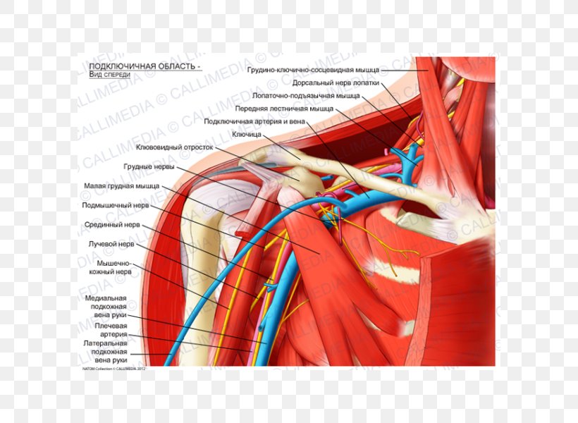 Infraclavicular Fossa Subclavian Artery Anatomy Brachial Plexus Supraclavicular Fossa, PNG, 600x600px, Watercolor, Cartoon, Flower, Frame, Heart Download Free