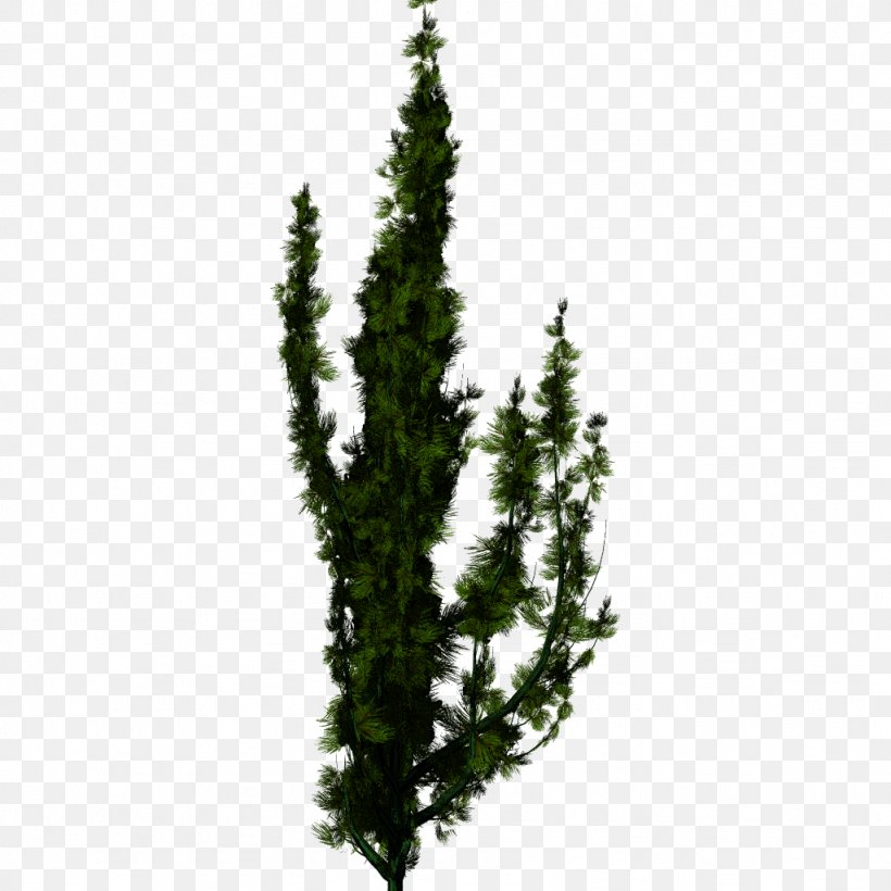 Spruce Tree English Yew Fir, PNG, 1024x1024px, Spruce, Alpha Compositing, Arborvitae, Blender, Conifer Download Free
