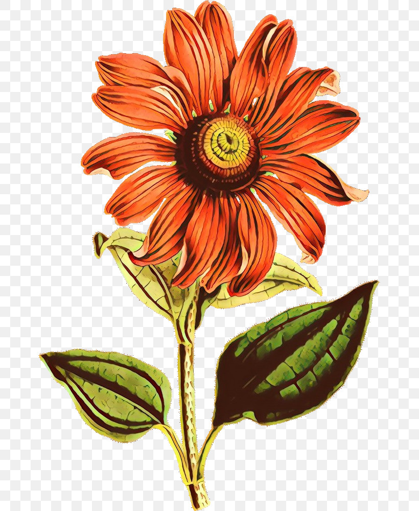 Sunflower, PNG, 669x1000px, Flower, Gazania, Gerbera, Herbaceous Plant, Petal Download Free