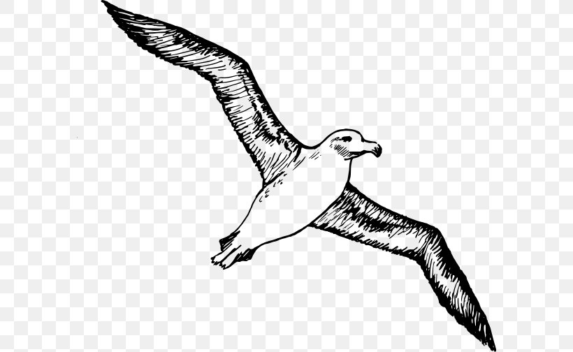 Albatross Bird Download Clip Art, PNG, 600x504px, Albatross, Art, Beak, Bird, Bird Flight Download Free