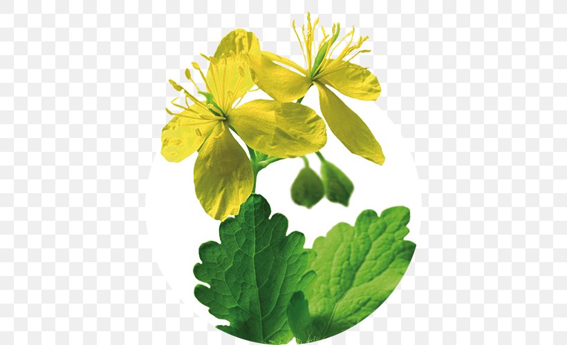 Greater Celandine Iberogast Herb Therapy Medicinal Plants, PNG, 500x500px, Greater Celandine, Chelidonium, Digestion, Flower, Flowering Plant Download Free