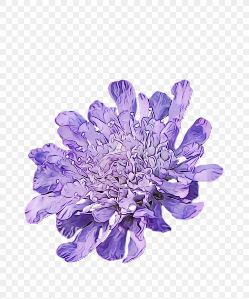 Lavender, PNG, 1200x1440px, Spring Flower, Aster, Flower, Flowers, Lavender Download Free