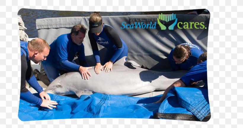 SeaWorld Orlando Common Bottlenose Dolphin SeaWorld Parks & Entertainment, PNG, 948x500px, Seaworld Orlando, Amusement Park, Animal, Animal Rescue Group, Blue Download Free