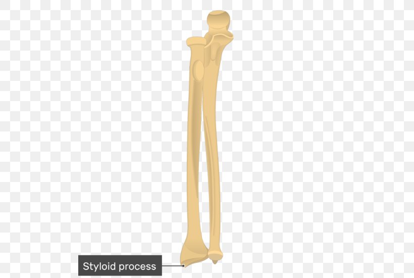 Tuberosity Of The Ulna Radius Radial Tuberosity Carpal Bones, PNG, 509x550px, Ulna, Anatomy, Bone, Carpal Bones, Elbow Download Free