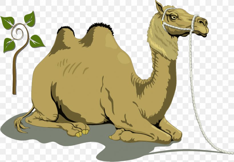 Bactrian Camel Dromedary Free Content Clip Art, PNG, 1001x692px, Bactrian Camel, Arabian Camel, Camel, Camel Like Mammal, Cartoon Download Free