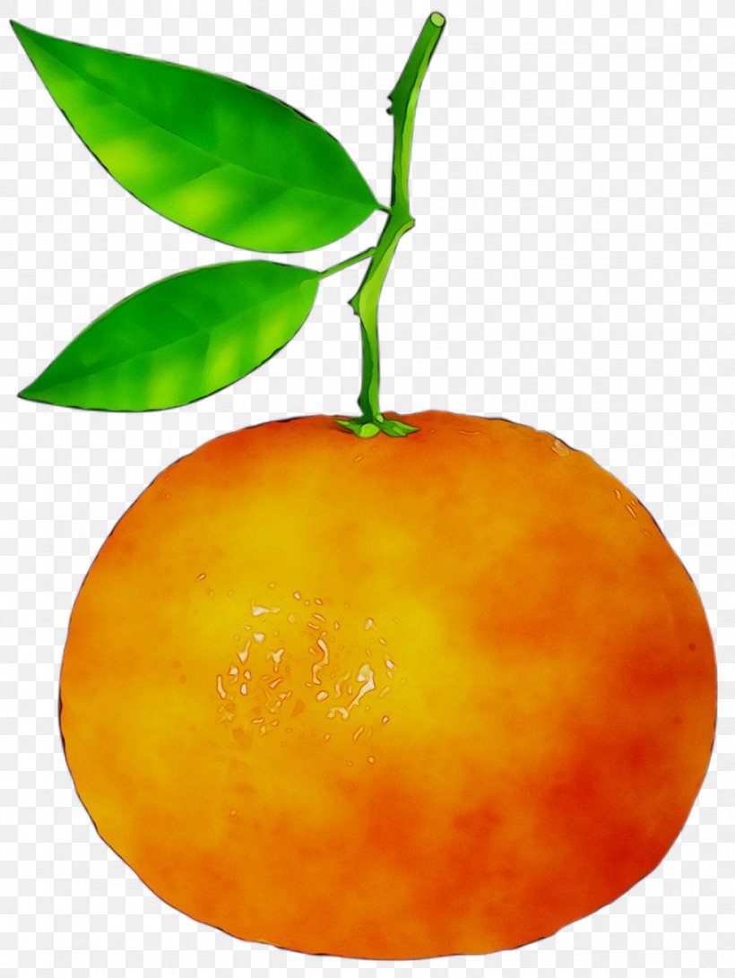 Clementine Mandarin Orange Tangerine Bitter Orange, PNG, 989x1317px, Clementine, Accessory Fruit, Apple, Bitter Orange, Bitters Download Free