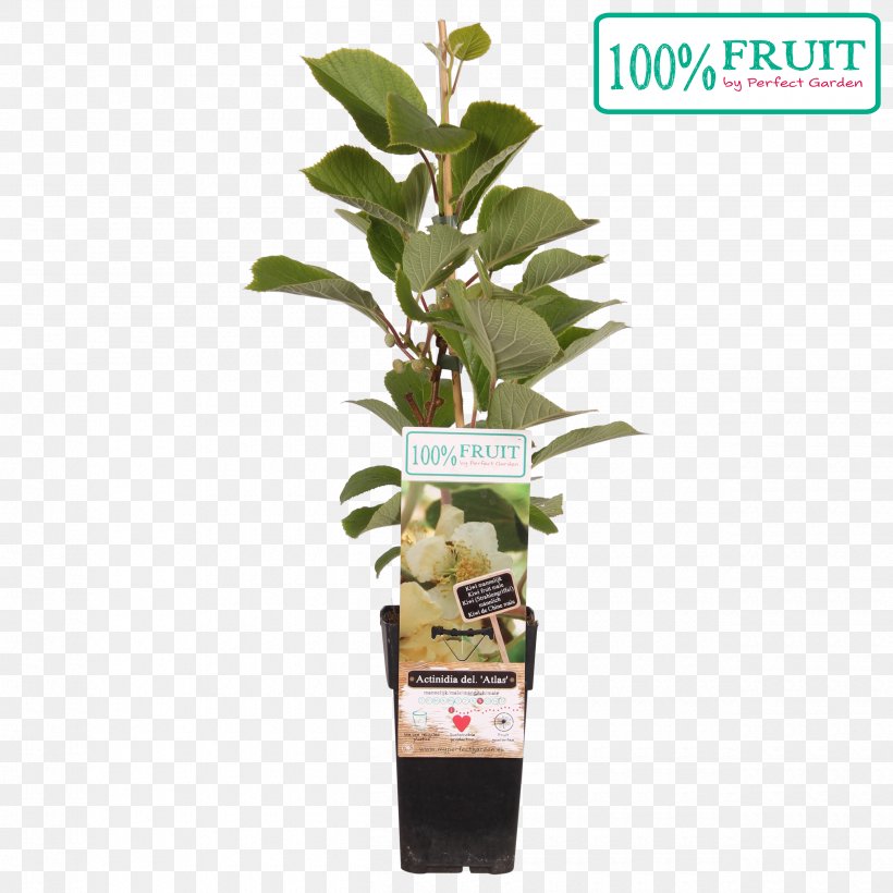 Kiwifruit Actinidia Deliciosa Plant 20th Century Seed, PNG, 2500x2500px, 20th Century, Kiwifruit, Actinidia, Actinidia Deliciosa, Adult Download Free