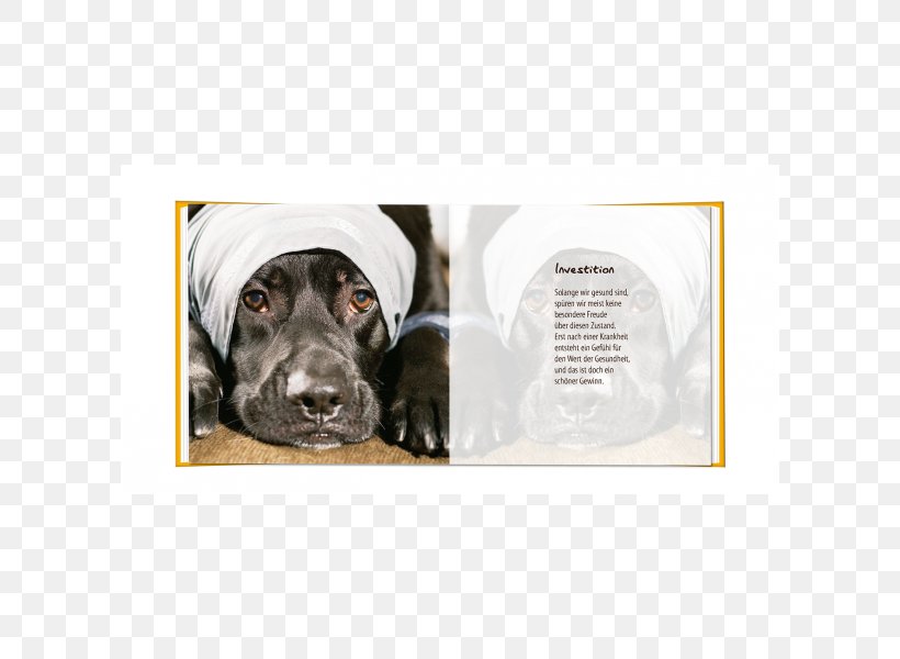 Labrador Retriever Leash Dog Breed Dog Collar, PNG, 600x600px, Labrador Retriever, Breed, Collar, Dog, Dog Breed Download Free