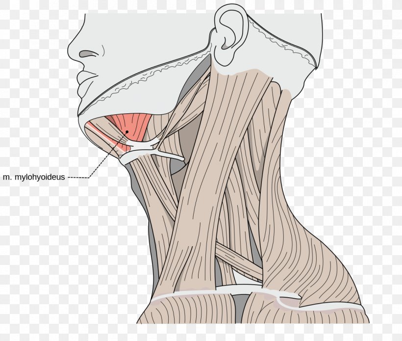 Mylohyoid Muscle Digastric Muscle Stylohyoid Muscle Hyoid Bone Omohyoid Muscle, PNG, 1150x975px, Watercolor, Cartoon, Flower, Frame, Heart Download Free