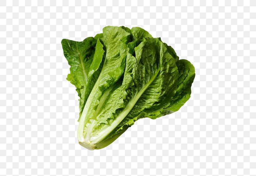 Wrap Iceberg Lettuce Lettuce Sandwich Romaine Lettuce Salad, PNG, 564x564px, Wrap, Cabbage, Carrot, Chard, Choy Sum Download Free
