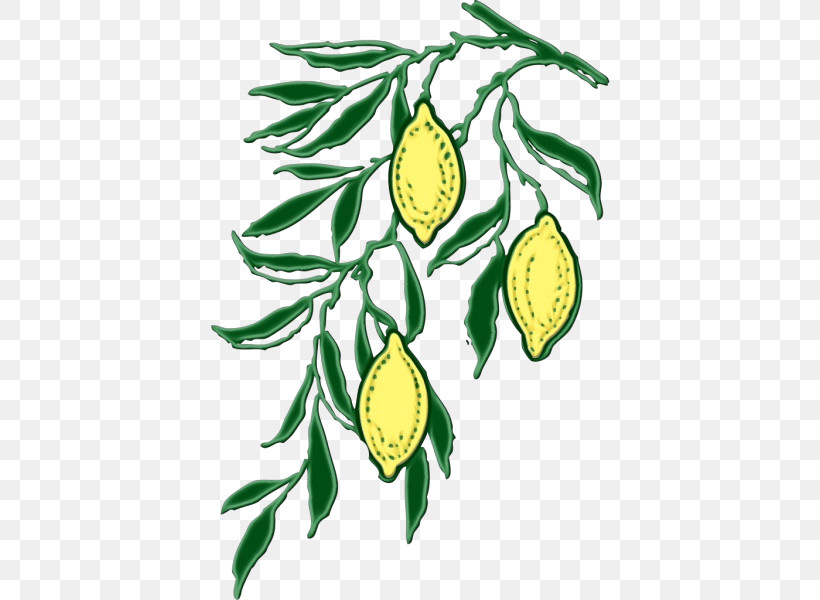 Flower Plant Stem Citrus Tree Fruit, PNG, 600x600px, Watercolor, Biology, Branching, Citrus, Flower Download Free