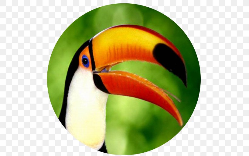 Bird Toucan Cat Dog Feather, PNG, 512x512px, Bird, Animal, Beak, Birdwatching, Cat Download Free