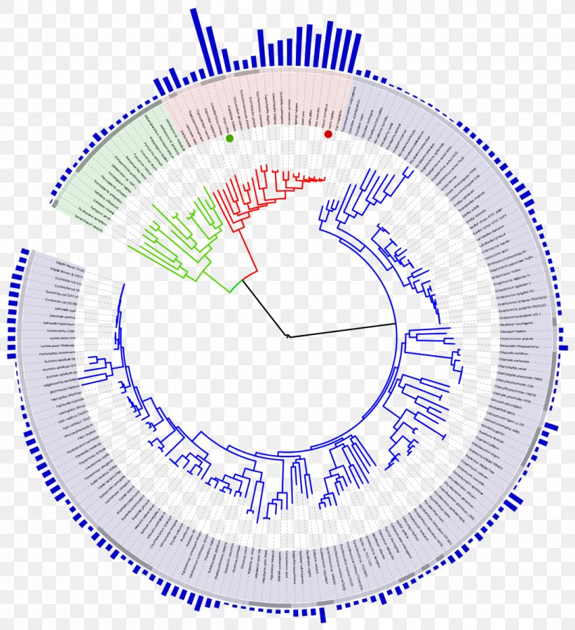 Genome Size Tree Of Life Phylogenetic Tree Evolution, PNG, 1096x1200px, Genome, Area, Biology, Diagram, Dna Download Free