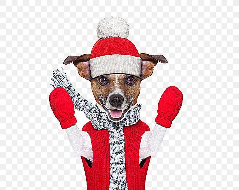 Jack Russell Terrier Winter Stock Photography Royalty-free, PNG, 650x650px, Jack Russell Terrier, Carnivoran, Christmas, Cold, Dog Download Free