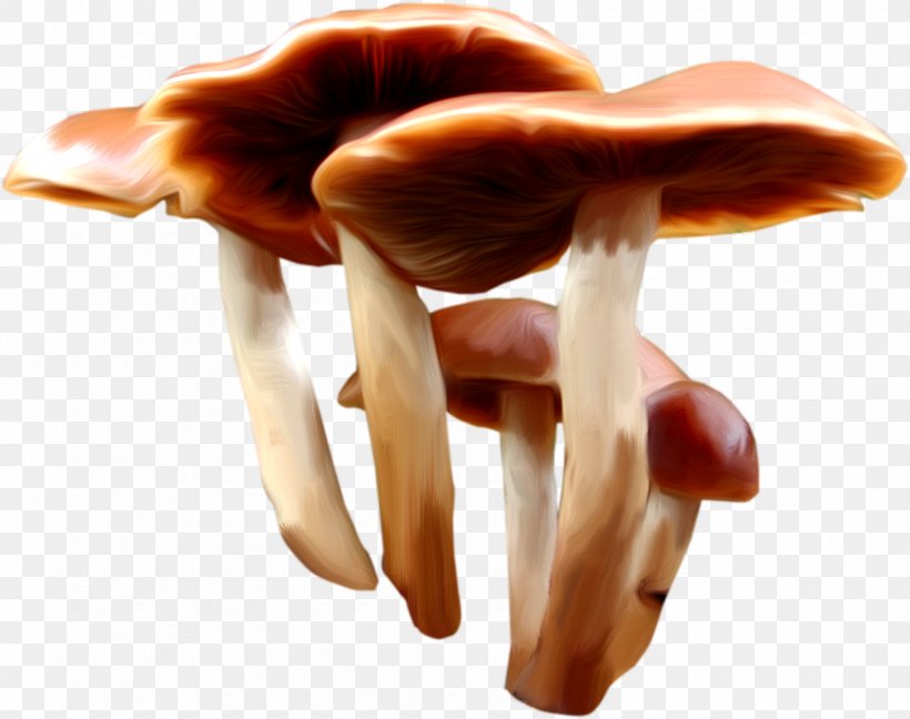 Mushroom Fungus Gratis, PNG, 1690x1336px, Mushroom, Albom, Concepteur, Edible Mushroom, Finger Download Free