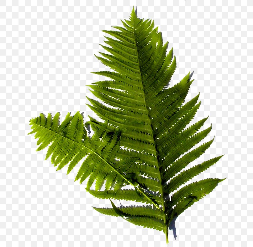 Ostrich Fern Burknar Plant Frond, PNG, 691x800px, Fern, Asparagus, Aspidistra, Burknar, Eagle Fern Download Free