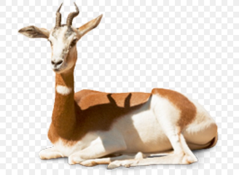 Springbok Dama Gazelle Gazella Dama Mhorr Impala, PNG, 708x600px, Springbok, Animal, Antelope, Cow Goat Family, Dama Gazelle Download Free