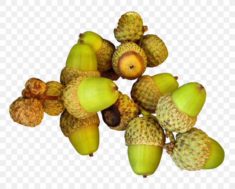 Acorn Scrat Nut, PNG, 1024x826px, Acorn, Auglis, Food, Fruit, Hazelnut Download Free