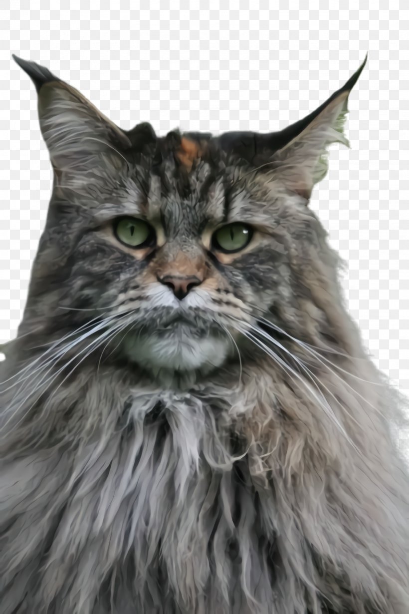 Domestic long-haired cat