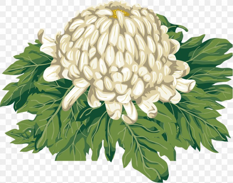 Chrysanthemum Clip Art, PNG, 849x667px, Chrysanthemum, Chrysanthemum Tea, Chrysanths, Digital Image, Double Ninth Festival Download Free