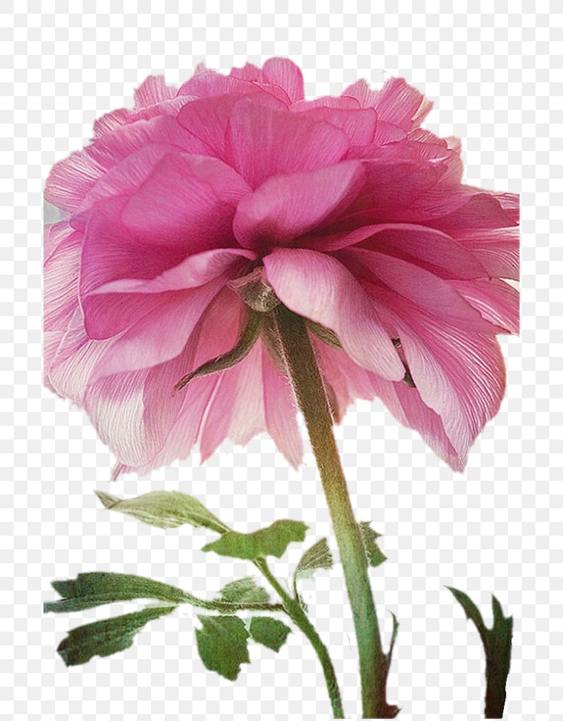 Peony Centifolia Roses Pink Flower Magenta, PNG, 700x1050px, Peony, Annual Plant, Carnation, Centifolia Roses, China Rose Download Free