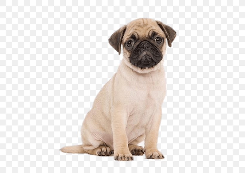 Pug Puppy Kitten Cat Cupcake, PNG, 590x579px, Pug, Breed, Carnivoran, Cat, Companion Dog Download Free