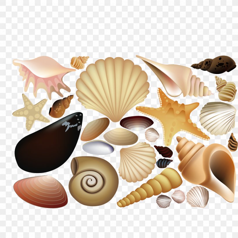 Seashell Euclidean Vector Drawing Illustration, PNG, 2000x2000px, Seashell, Art, Conchology, Drawing, Invertebrate Download Free