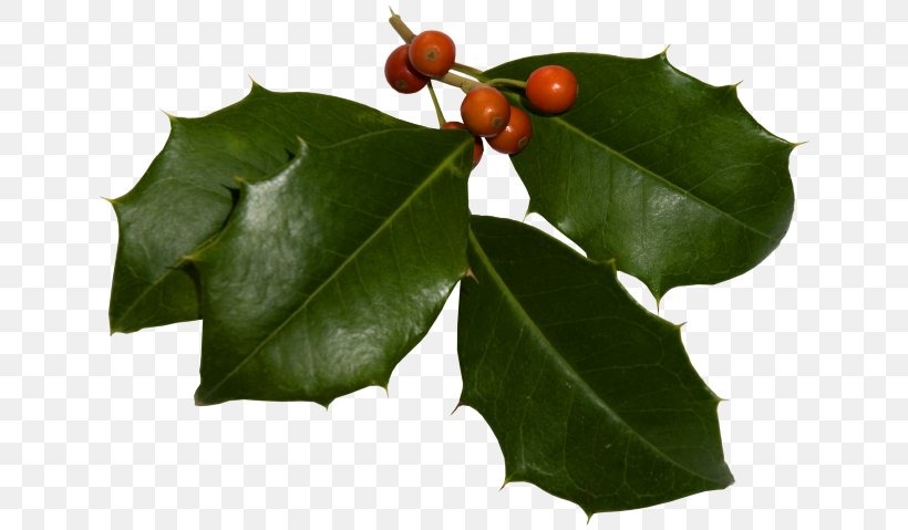 Holly Aquifoliales Web Page Christmas Clip Art, PNG, 650x479px, Holly, Aquifoliaceae, Aquifoliales, Branch, Christmas Download Free