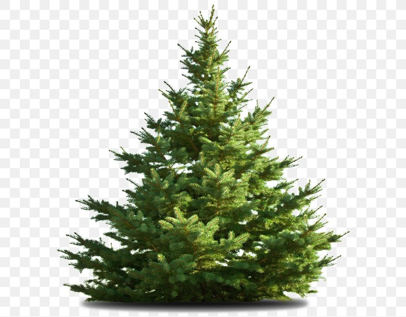 Nordmann Fir Deodar Cedar Christmas Tree, PNG, 593x641px, Nordmann Fir, Biome, Cedar, Christmas, Christmas Decoration Download Free