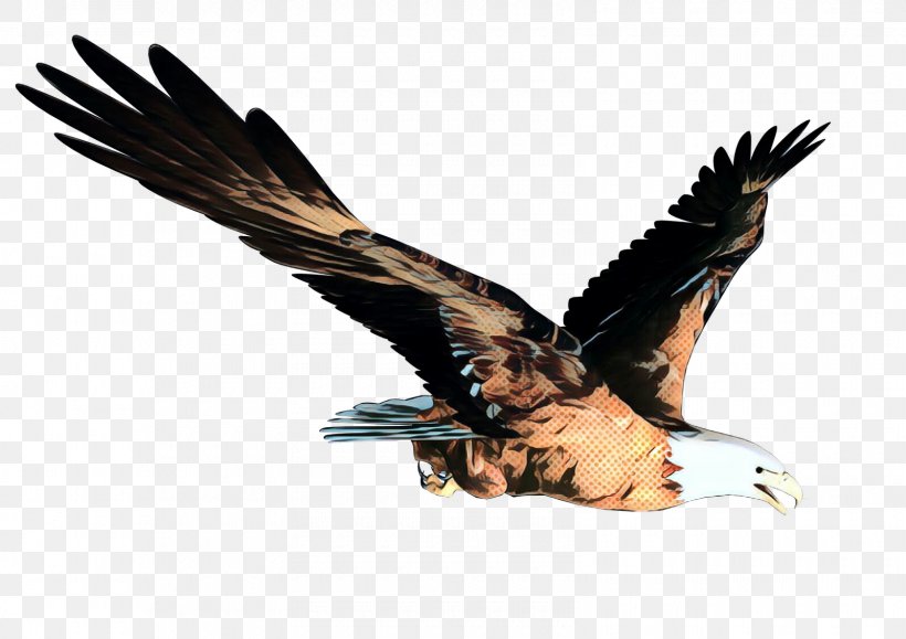 Sea Bird, PNG, 1600x1131px, Bald Eagle, Accipitridae, Beak, Bird, Bird Of Prey Download Free