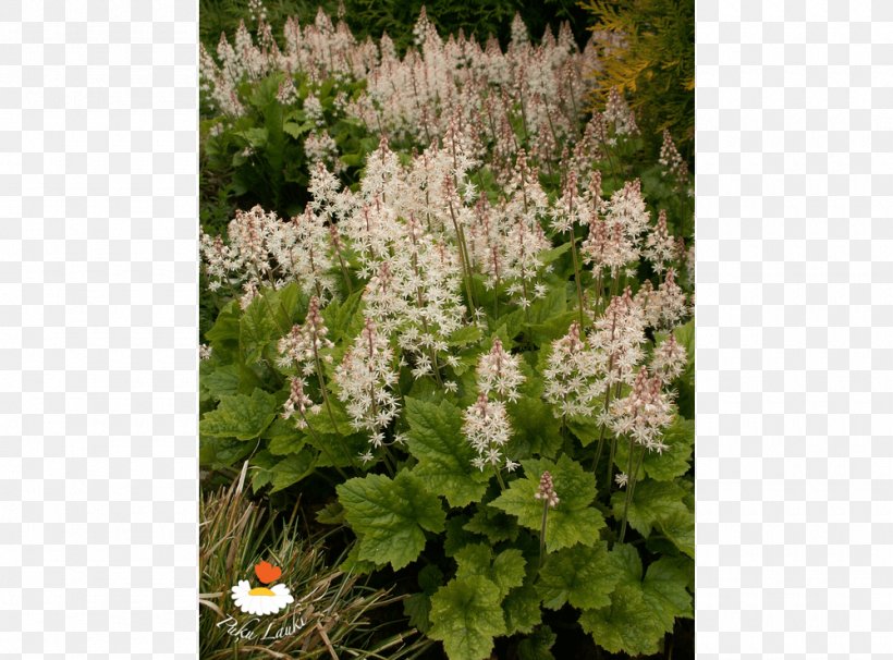 Catnips Subshrub Groundcover Flower, PNG, 1000x740px, Shrub, Flower, Groundcover, Herb, Nepeta Download Free