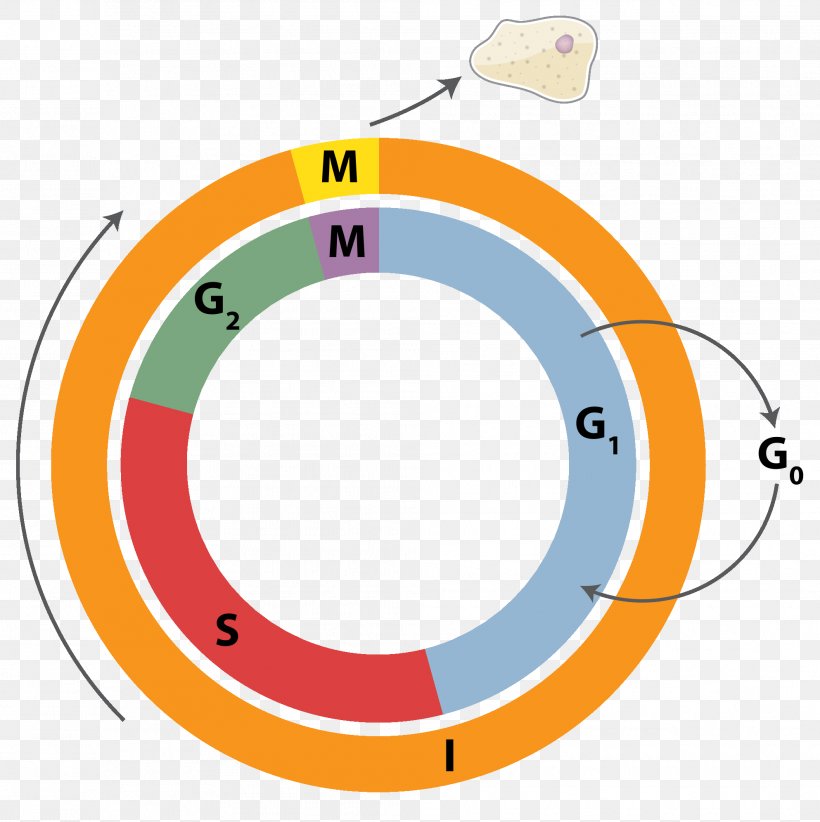 Cell Cycle Cell Division Mitosis Interphase, PNG, 1986x1992px, Cell Cycle, Area, Biology, Cell, Cell Cycle Checkpoint Download Free