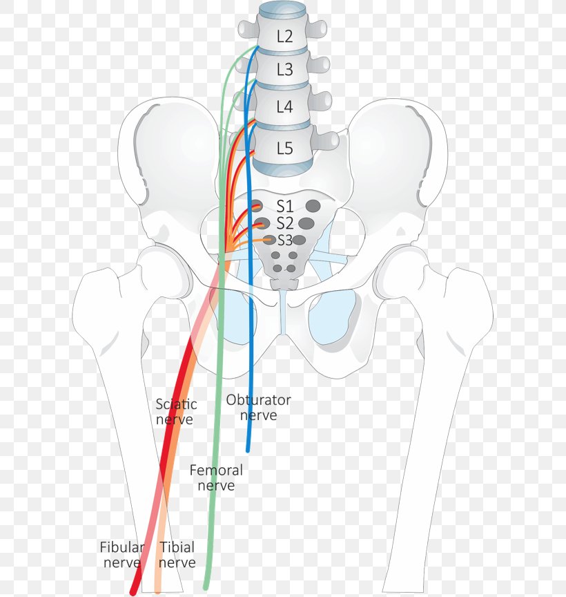 Dermatome Nerve Piriformis Syndrome Anatomy Facet Syndrome, PNG, 611x864px, Watercolor, Cartoon, Flower, Frame, Heart Download Free