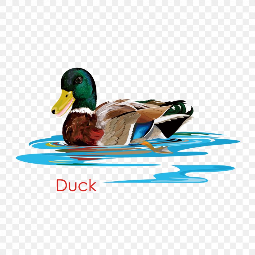 Duck Mallard Vector Graphics Image, PNG, 1654x1654px, Duck, Beak, Bird, Designer, Ducks Geese And Swans Download Free