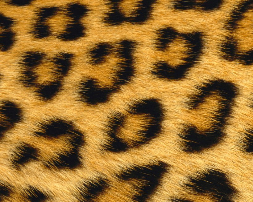 Giraffe Leopard Skin Animal Fur, PNG, 1280x1024px, Giraffe, Animal, Animal Print, Big Cat, Big Cats Download Free