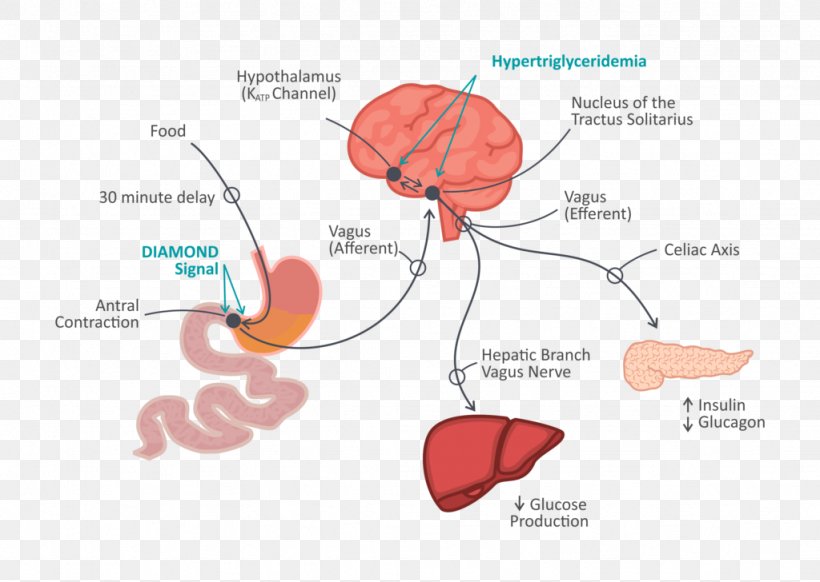 Gut–brain Axis Gastrointestinal Tract Human Brain Psicobiótico, PNG, 1024x728px, Watercolor, Cartoon, Flower, Frame, Heart Download Free